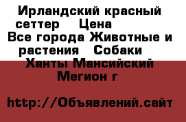 Ирландский красный сеттер. › Цена ­ 30 000 - Все города Животные и растения » Собаки   . Ханты-Мансийский,Мегион г.